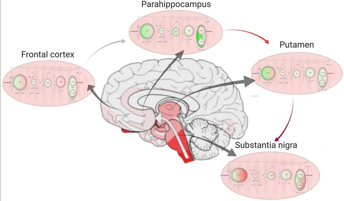 ScienceofPD's tweet photo. New research from @christina_neuro @LabGandhi &amp; colleagues provides an in-depth regional profile of the proteome at different stages of #Parkinsons; Highlights mitochondrial dysfunction as detectable prior to neuronal loss &amp; alpha-synuclein deposition
https://t.co/6jAg9XkEzs https://t.co/RH2tZXuDfp