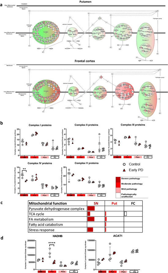 The Science of Parkinson's (@scienceofpd) on Twitter photo New research from <a href="/christina_neuro/">Dr Christina Toomey</a> <a href="/LabGandhi/">Gandhi_Lab</a> & colleagues provides an in-depth regional profile of the proteome at different stages of #Parkinsons; Highlights mitochondrial dysfunction as detectable prior to neuronal loss & alpha-synuclein deposition
actaneurocomms.biomedcentral.com/articles/10.11… New research from <a href="/christina_neuro/">Dr Christina Toomey</a> <a href="/LabGandhi/">Gandhi_Lab</a> & colleagues provides an in-depth regional profile of the proteome at different stages of #Parkinsons; Highlights mitochondrial dysfunction as detectable prior to neuronal loss & alpha-synuclein deposition
actaneurocomms.biomedcentral.com/articles/10.11…