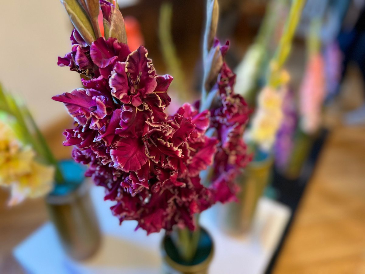 Talsu_muzejs's tweet image. Gladiolu parāde 2022 ir atklāta! 💐
Izstāde skatāma tikai 3 dienas, tādēļ nenokavē! Gaidīsim muzejā! 
#talsi #novadamuzejs #visittalsi #muzejs #gladiolas