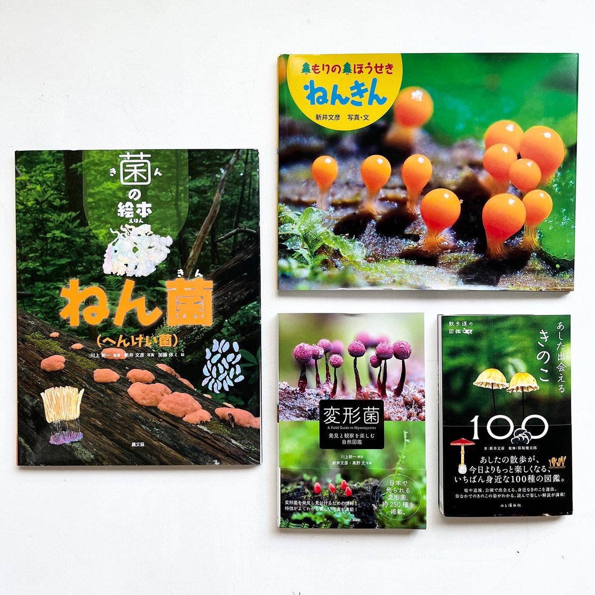 Uresica ウレシカ 先月訪れた阿寒の森がとても素晴らしく 案内していただいた新井文彦さんが手がけた本を本棚に並べています ねん菌 へん けい菌 農文教 は加藤休ミさんの絵と新井さんの写真で楽しく粘菌と出会える絵本 粘菌 飼ってみたい