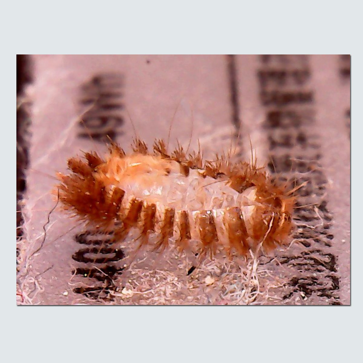 LaptopFixBerlin's tweet photo. It's a bugs life. Beim ausschlachten haben wir diesen kleinen Kameraden gefunden und natürlich würdig bestattet. Vorher aber natürlich unter dem Mikroskop geschaut ob nicht vielleicht doch ........ Neee.

#laptopfix #hardware #bug https://t.co/xX519gf7No
