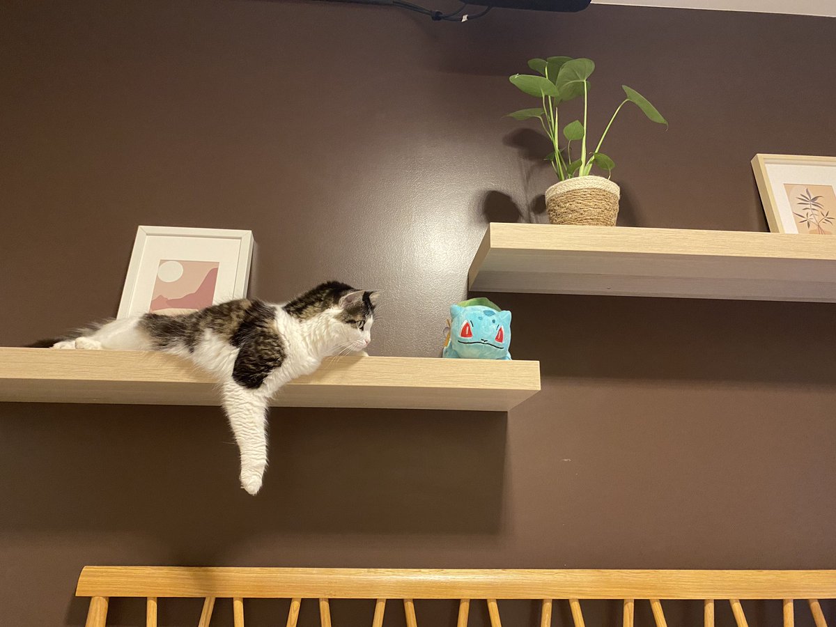 SapinLeChat's tweet photo. 🌱 https://t.co/rcuWZOaE68