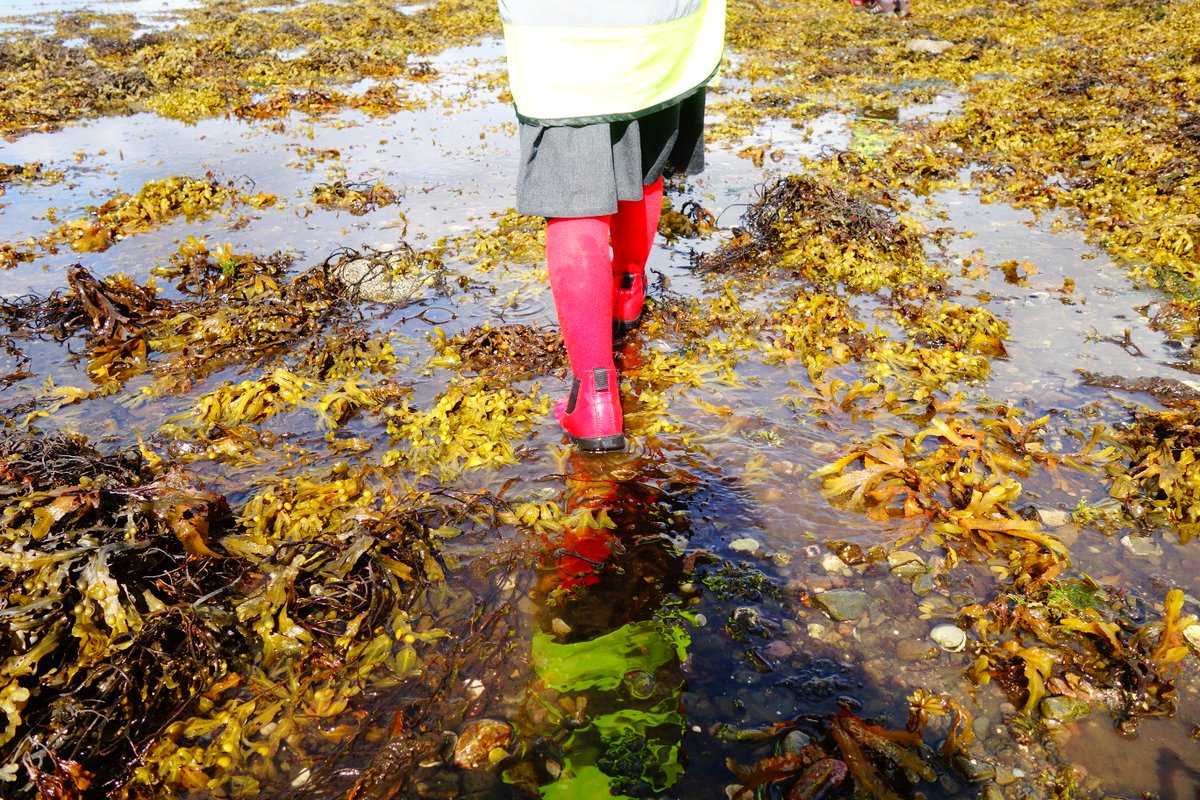 AilsaMcL's tweet photo. Great day on the beach surveying with #Strathgarve #Strathconon and #Marybank primary schools who are all keen to be involved with @seawilding native oyster restoration in Loch Broom.
Lots of very wet feet....sorry parents. 🌊👠💙 https://t.co/ytx6Urruwk