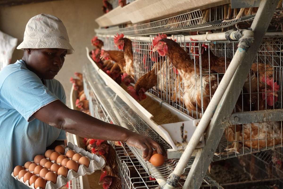 Inclusive Poultry Value Chain Zimbabwe tweet media