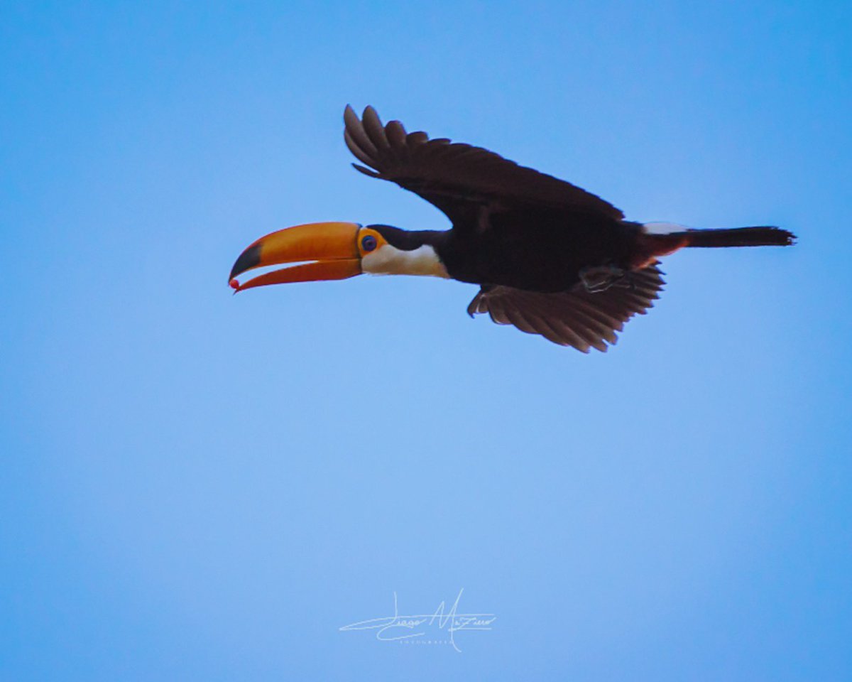 tiagomaziero_'s tweet photo. Tucano com lanchinho pra viagem!
.
.
.
#bird #composition #moment #OlhaIssoEPTV #nikond5100 #photoofday #respirofotografia #bird #nature #bdc #dayshots #vscocam #tucan #naturediversity #photography #bright #congeleiomomento #beautiful #sky #photo #photographer #daylight #focus https://t.co/f6S8oeBw7j