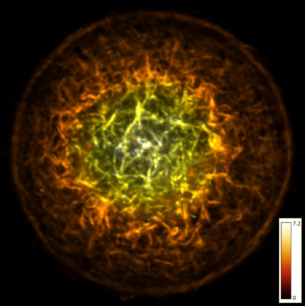 MengPanMP's tweet image. Wish you a happy Mid-Autumn Festival tomorrow! Here is an RPE-1 cell on a circular micropattern. F-actin is labeled with SPY650-FastAct and the Z-stack is color-coded. 
 #MidAutumnFestival #FluorescenceFriday #micropattern