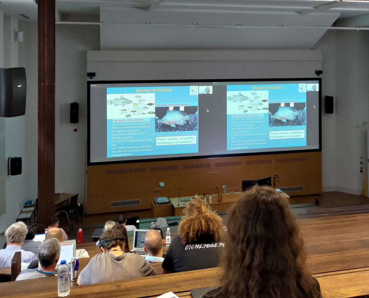 It's the last day of #cichlidsci22! Mary Kishe from @tafirihq is starting the day with a keynote talk on the extinction and resurgence of haplochromines in Lake Victoria 🐟