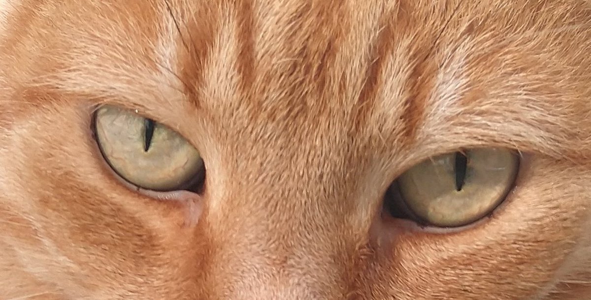 GeologistsCat's tweet photo. Okay one more argument from a #cat. If you combine #quartz #mineral with altered #amphibole fibres you get the #TigersEye variety of #Quartz- meaning it shows #chatoyance the cateyeffect
#DoesItCat? Yes
#Tigereye #MinCup2022 #MinCup #CatsOfTwitter https://t.co/pvc5tyzrlU