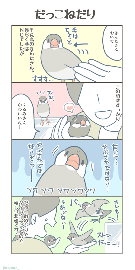 だっこねだり。

#Buncho #javasparrow #文鳥 