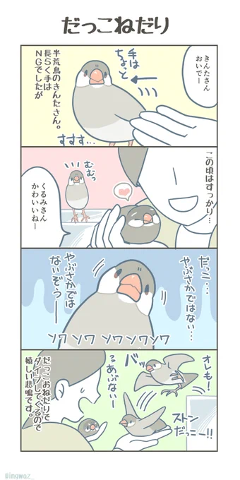 だっこねだり。

#Buncho #javasparrow #文鳥 