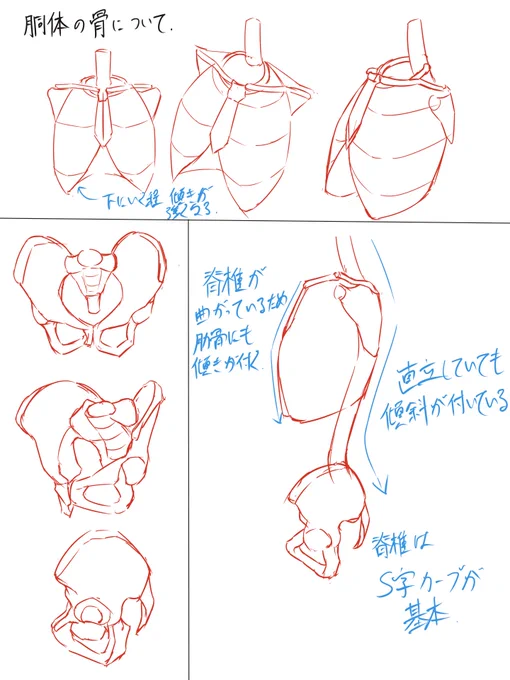 ヒトの筋肉や骨格の知識が致命的に不足しているのでお勉強中です。 