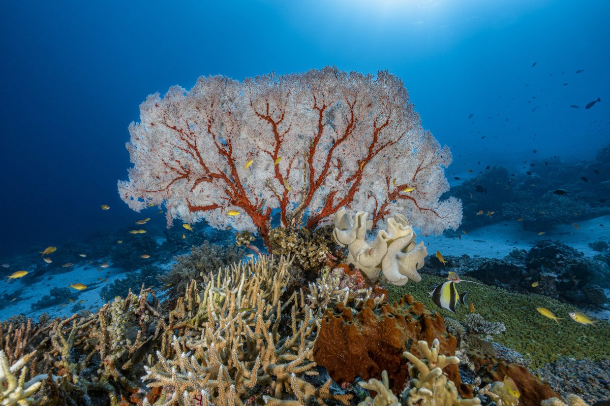 Ifrecor's tweet photo. IFRECOR & la @FondationMer lancent un nouvel appel à projets #SOSCorail pour la protection des #RécifsCoralliens, des #mangroves et des #herbiers dans les outre-mer français🌱🪸
👉Déposez votre dossier avant le 21 octobre
https://t.co/b7fwsUkSma
📸@AlexisRosenfeld https://t.co/MYPE0GC4bT