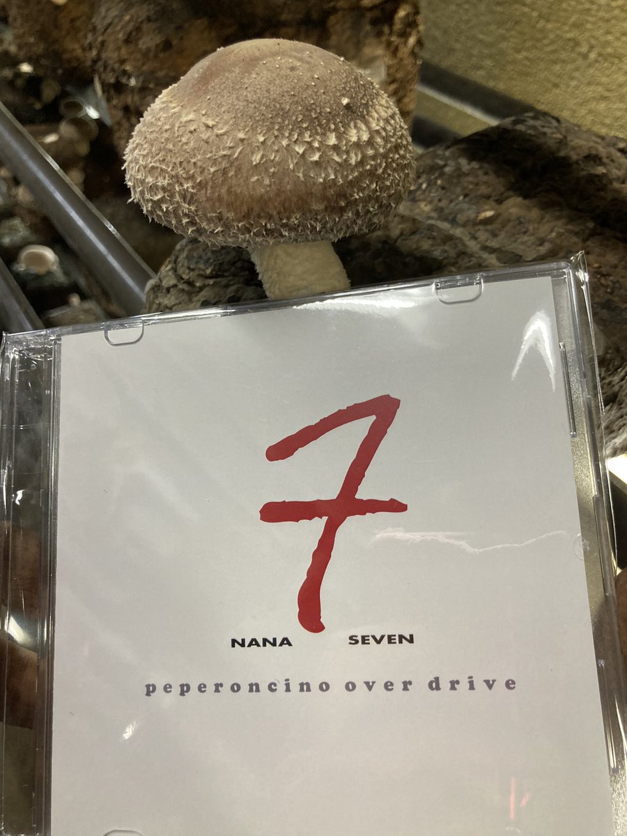 mashu_kinokoh's tweet image. 夕方は大抵 #マクラジ　聴いてますがとうとう！届きましたぞ！く・まーさん！@kcmah000  しいたけ収穫中でした🍄
#ppod #7seven