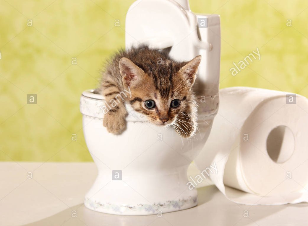 TrumpCardRabbit's tweet photo. 𝐇𝐨𝐰 𝐭𝐨 𝐭𝐨𝐢𝐥𝐞𝐭 𝐭𝐫𝐚𝐢𝐧 𝐲𝐨𝐮𝐫 𝐜𝐚𝐭
P1| 11 Steps for training your cat

There are many benefits of teaching a cat to use the toilet. It eliminates smells caused by a litter box .It takes time, education, and patience to litter train a cat.

#kitten #puppyparents https://t.co/UyE3vBhsE0
