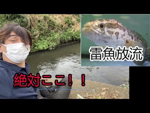 へるにやちゃんねる 昨日雷魚の放流したと思われる場所を下見に行ってきました ここだよマジで 相模川水系お魚系youtuberとしてはこれは見逃せない 放流の動画と見比べてください 本日10公開 雷魚放流ポイントを下見に行ってきた