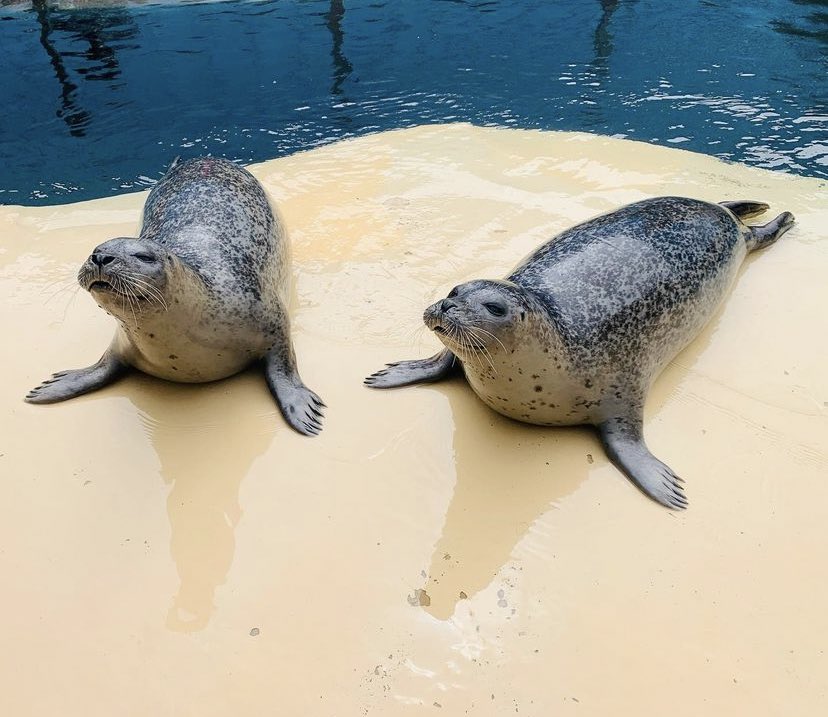 These 2 are filling up my memory cards faster than we can clear them!…📸 Star pupils go to the Ina and Pamina! 🌟 #supersealsense #bbsrc #weareukri #manchestermet #pinnipeds #seal #womaninscience #animalbehavior #whiskers #sensorybiology #zoology #rhylseaquarium #harborseal