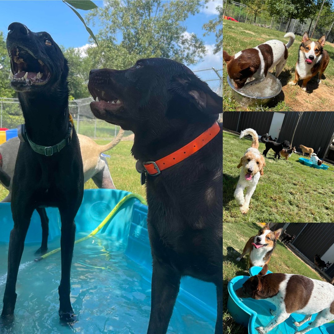 DrEm_HavenVet's tweet photo. 🙌TGIF!🙌 🎊😍🐾⠀⠀⠀⠀⠀⠀⠀⠀⠀⁣⠀⠀⠀⠀⠀⠀⠀⠀⠀⁣⠀⠀⠀⠀⠀⠀⠀⠀⠀⁣⁣⁣
Simply come by (no appointment needed!) #SHVC to partake in our,💥FAB FRIDAY SPECIALS!💥 🎠🎡🎪⛲️🧼 
(Drop-offs for •Fab Friday Specials• https://t.co/C9NKQS0uOg