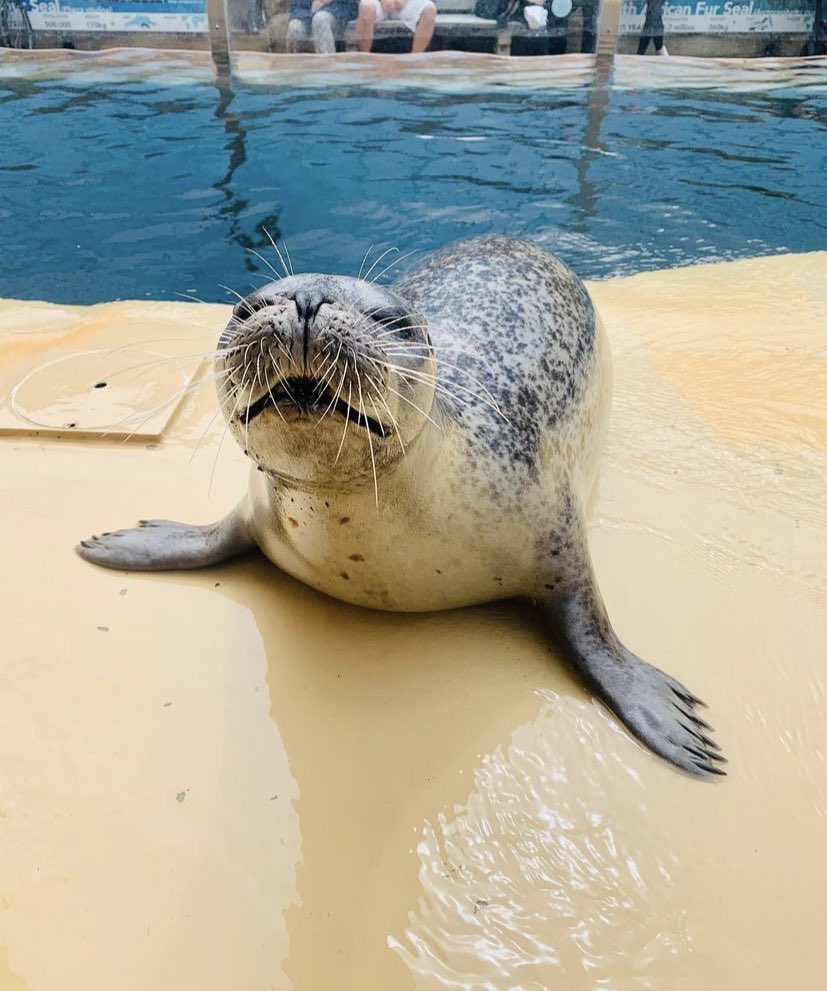 Guess who!! 🦭

#supersealsense #bbsrc #weareukri #manchestermet #pinnipeds #seal #womaninscience #animalbehavior #whiskers #sensorybiology #zoology #rhylseaquarium #harborseal #training #animaltrainer #animaltraining #marinebiology #marinemammaltrainer #marinemammals