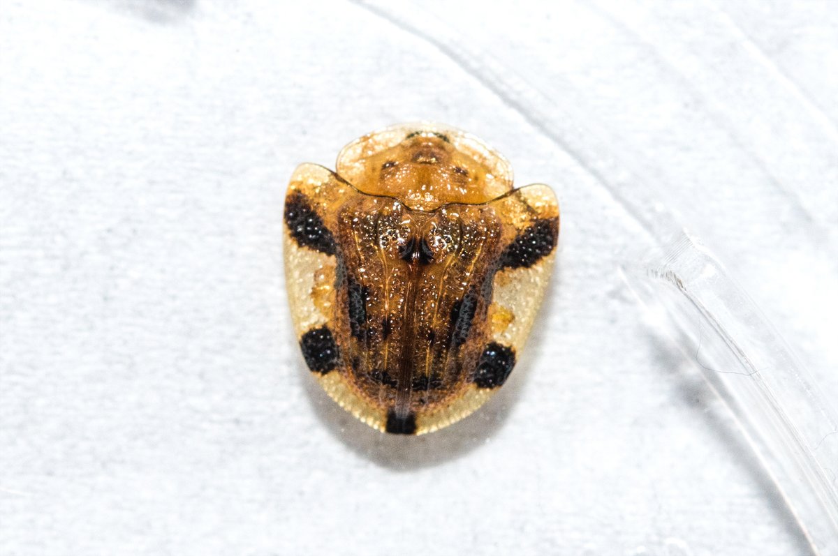 鞘翅を開くための可動範囲を確保するために
ぐいっと胸に隙間が空くのがかっこいい

(これはカメノコハムシだけれども) 