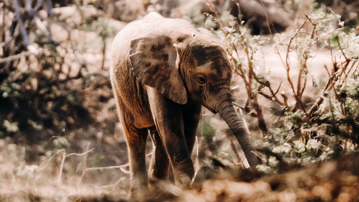 RoyalZambezi's tweet photo. Declared a national park in 1983, The Lower Zambezi National Park served as a private park of the Zambia president before that. https://t.co/BAr64ioeOb