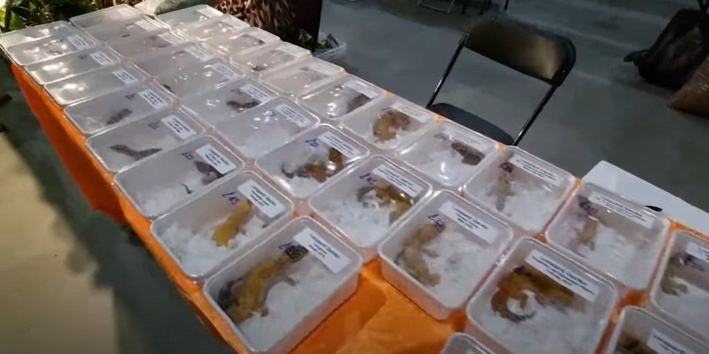 ExoticPetsIRL's tweet photo. Interested in reptile shows? This video from the Manchester 2022 show depicts 1000s of animals sold in cramped boxes. There are also services that ship animals back to Ireland for buyers.
Does this look like an industry that cares about animal welfare?
https://t.co/PbH5OjArAr https://t.co/P8IuV5rz1D
