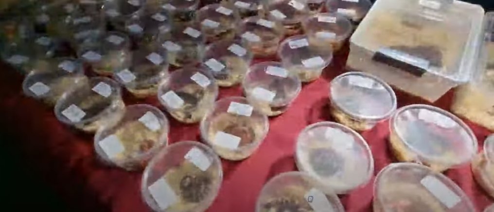 ExoticPetsIRL's tweet photo. Interested in reptile shows? This video from the Manchester 2022 show depicts 1000s of animals sold in cramped boxes. There are also services that ship animals back to Ireland for buyers.
Does this look like an industry that cares about animal welfare?
https://t.co/PbH5OjArAr https://t.co/P8IuV5rz1D