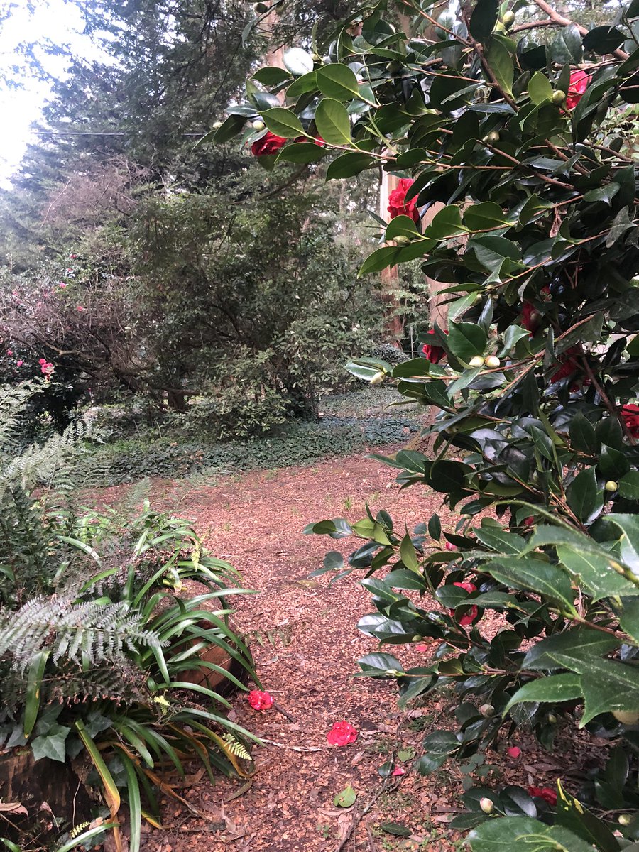 GeorgiaC_13's tweet photo. Pathways in #Olinda #TheDandenongs 🌿🌲🍃🌳 https://t.co/KjPQ52oxlW