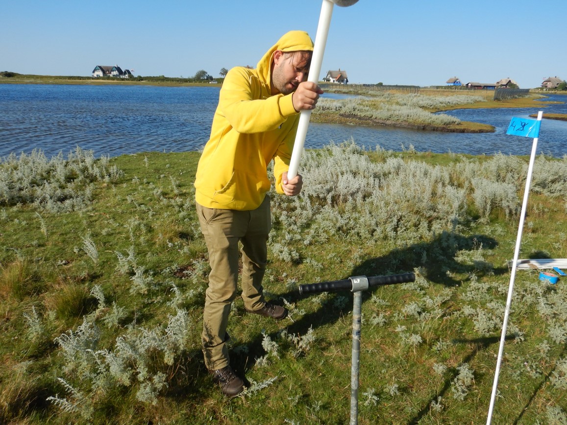 CDRmare's tweet photo. “Digging in the dirt looking for carbon” - @Mikokoloko, @EllaEllulo &amp; Kathryn Nicol taking sediment cores in the salt marshes on Graswarder/Heiligenhafen - close by a red Salicornia europaea patch, the color is caused by stress factors such as heat, drought, salt etc. 2/9 https://t.co/YMrLe9U2Q3