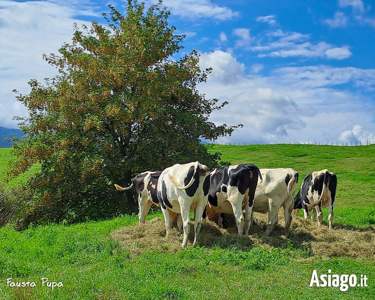 AsiagoIt's tweet photo. MUCCHE... LATO B ! 😂 
🐄🐮 Le nostre amiche, che per timidezza non mostrano il loro bel musetto, ci tenevano a ricordarvi che oggi inizia il secondo #weekend di MADE IN MALGA! 😃 
​
​​#madeinmalga #madeinmalga2022 #Asiagoit #altopianodiasiago #Veneto https://t.co/yAPiJPFLum https://t.co/rVkGy31fB0