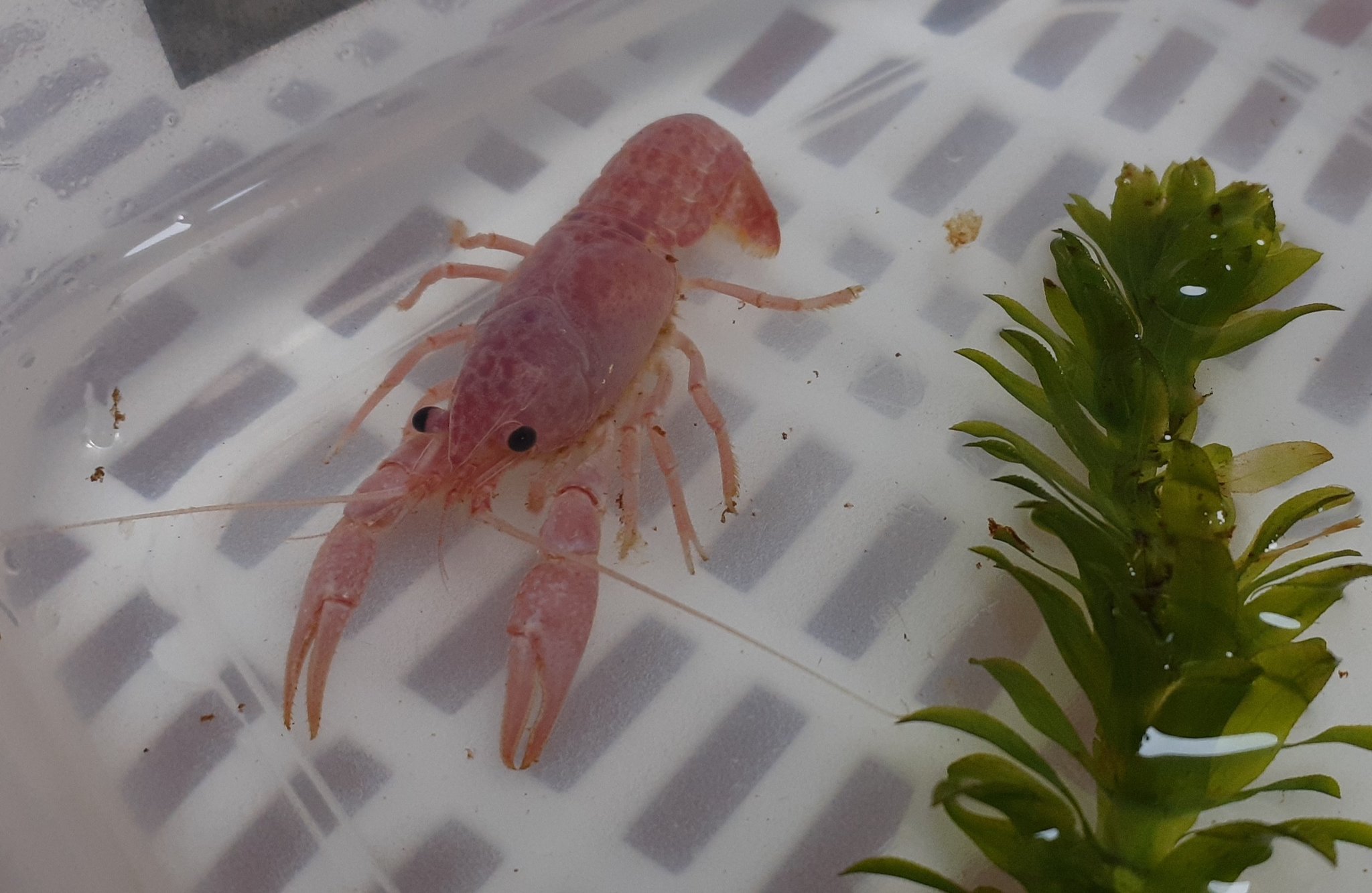 تويتر ザりガニパンチ 10 23bo大阪出展 على تويتر ピンクのザリガニ連れていきます 出品するのは数cmの幼体ですが安心して飼育していただけるよう7日間生存保証つきです 9 11 アクアリウムバス バレンタイン ピンクザリガニ アメリカザリガニ ザリガニ تويتر ザりガニパンチ 10 23bo大阪出展 على تويتر ピンクのザリガニ連れていきます 出品するのは数cmの幼体ですが安心して飼育していただけるよう7日間生存保証つきです 9 11 アクアリウムバス バレンタイン ピンクザリガニ アメリカザリガニ ザリガニ