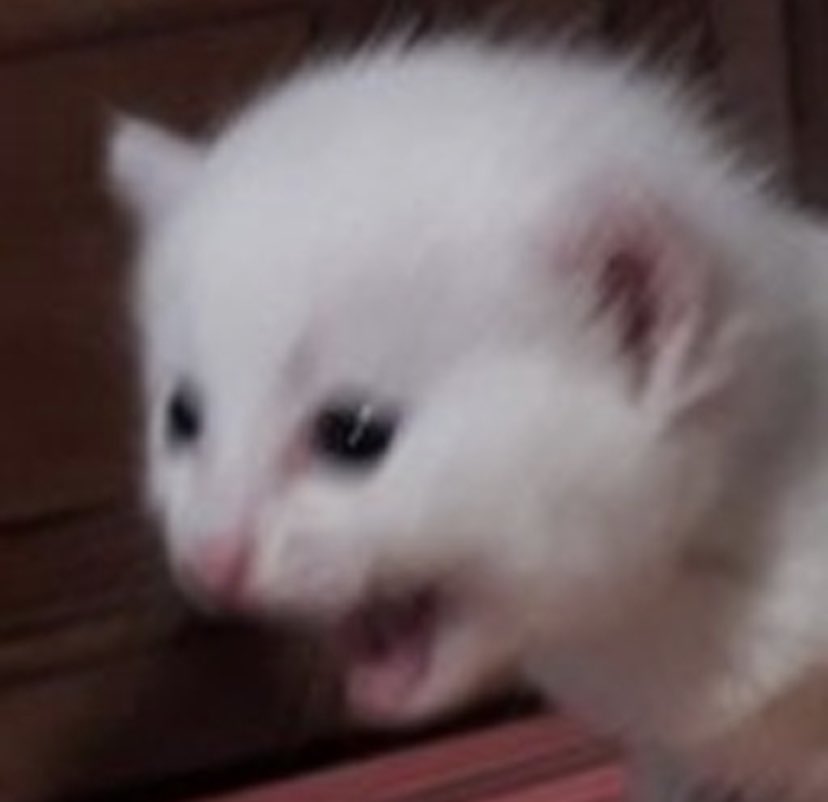 josiesomething's tweet photo. #CriticalRole #CriticalRoleSpoilers https://t.co/yyJPKUmWt6