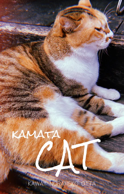 蒲田でみたねこ 