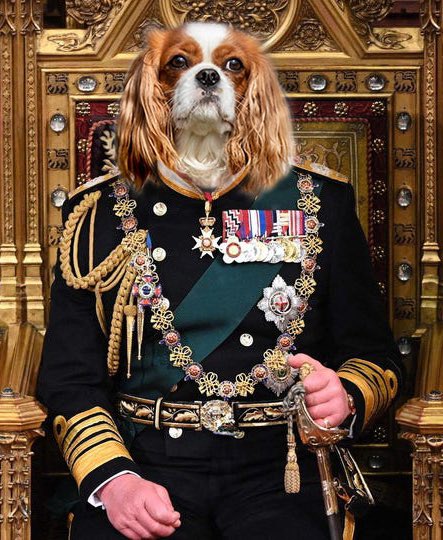 jwmartist's tweet photo. Presenting King Charles Cavalier. #toosoo #kingcharlescavalier #satire https://t.co/2gvBPKxCpM