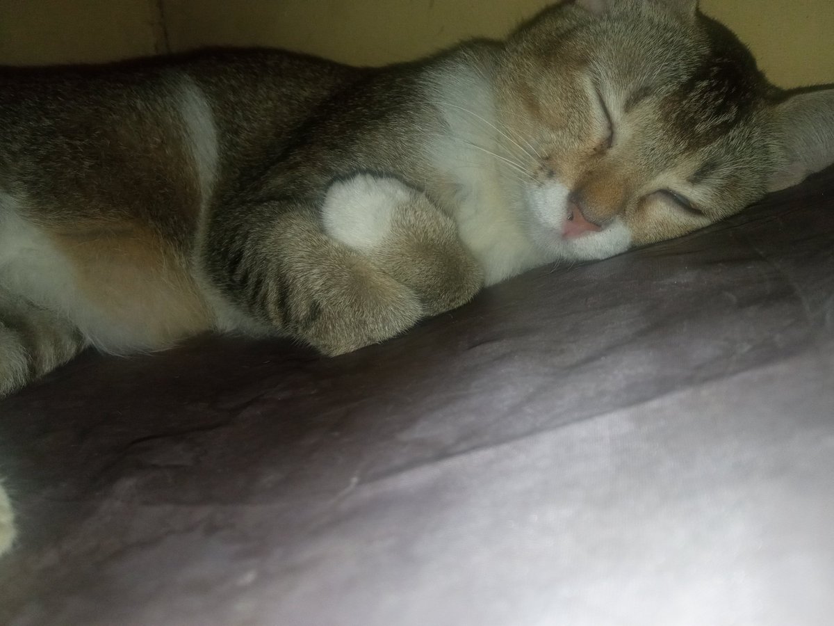 sndstrk_'s tweet photo. My cats are cute today as well. https://t.co/RUTgslmQZb