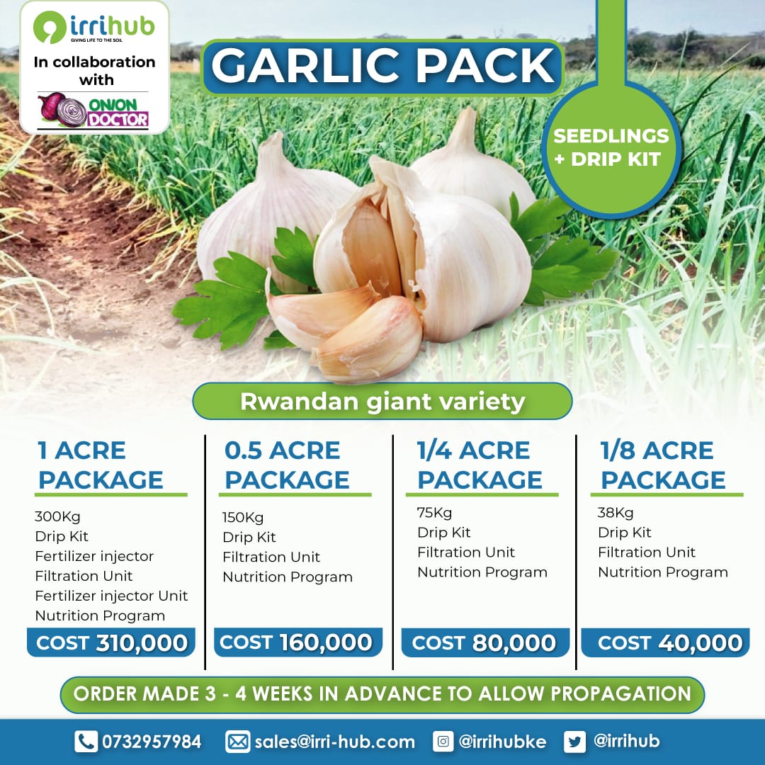 OnionDoctorKe's tweet photo. On-farm training at Saitoti, Kitengela. Have you grabbed our amazing onion and garlic deals yet? https://t.co/92qXN0Ddwj