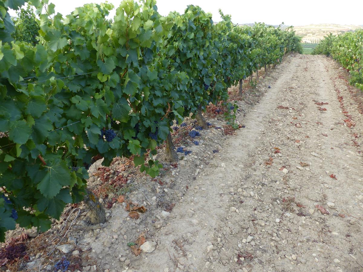 ADHalliwell tweet media