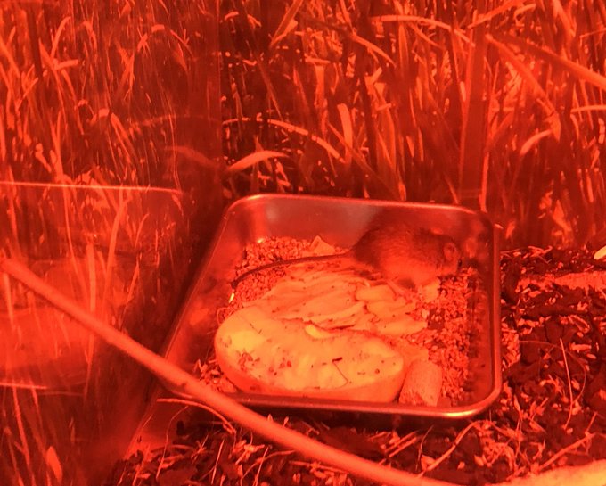 カヤネズミFILM RED 