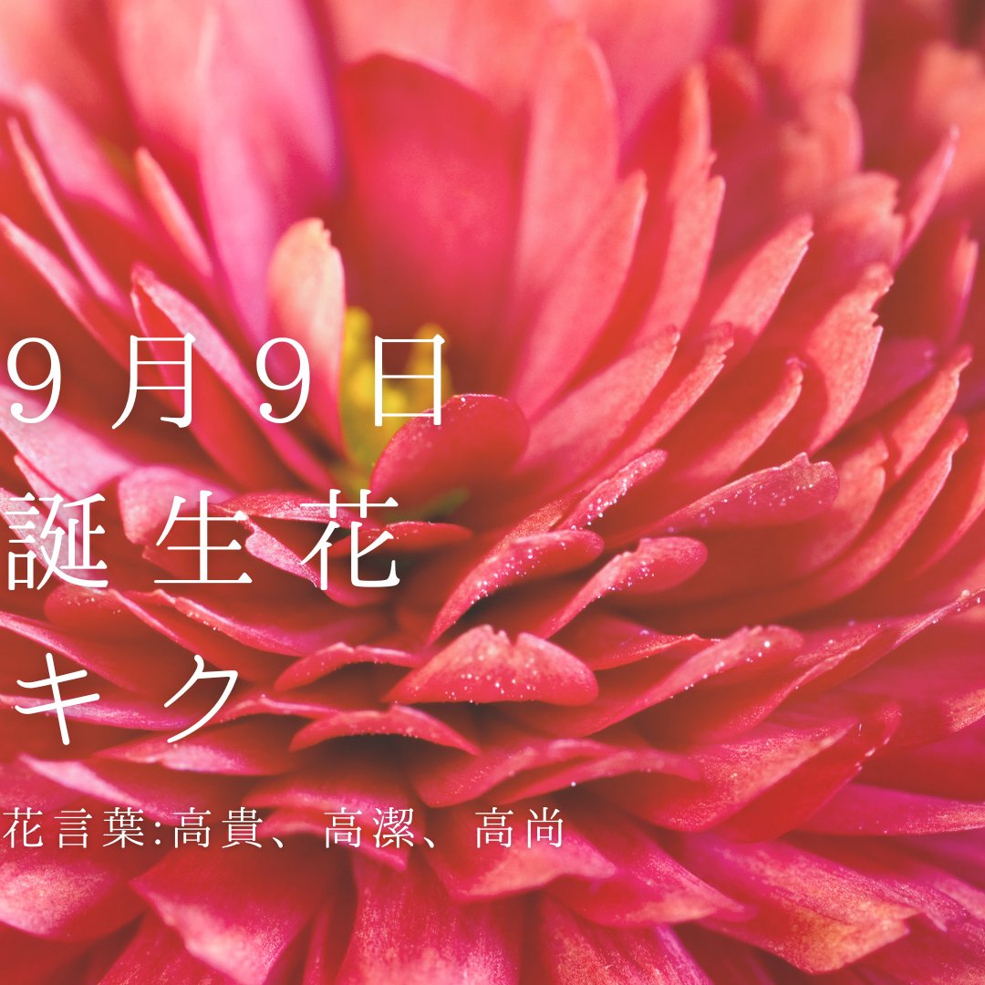 赤い菊 Twitter Search Twitter