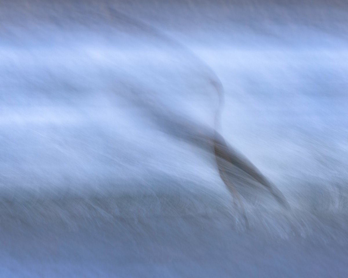 Happy Accident ICM, but unintentional. ;)

#photo #photography #photooftheday #photographylovers #beautiful #picoftheday #canon #travel #optoutside #animal #animals #canonfavpic #nature #naturephotography #naturelovers #naturelover #nature_lovers #nature_seekers #icm #motion #