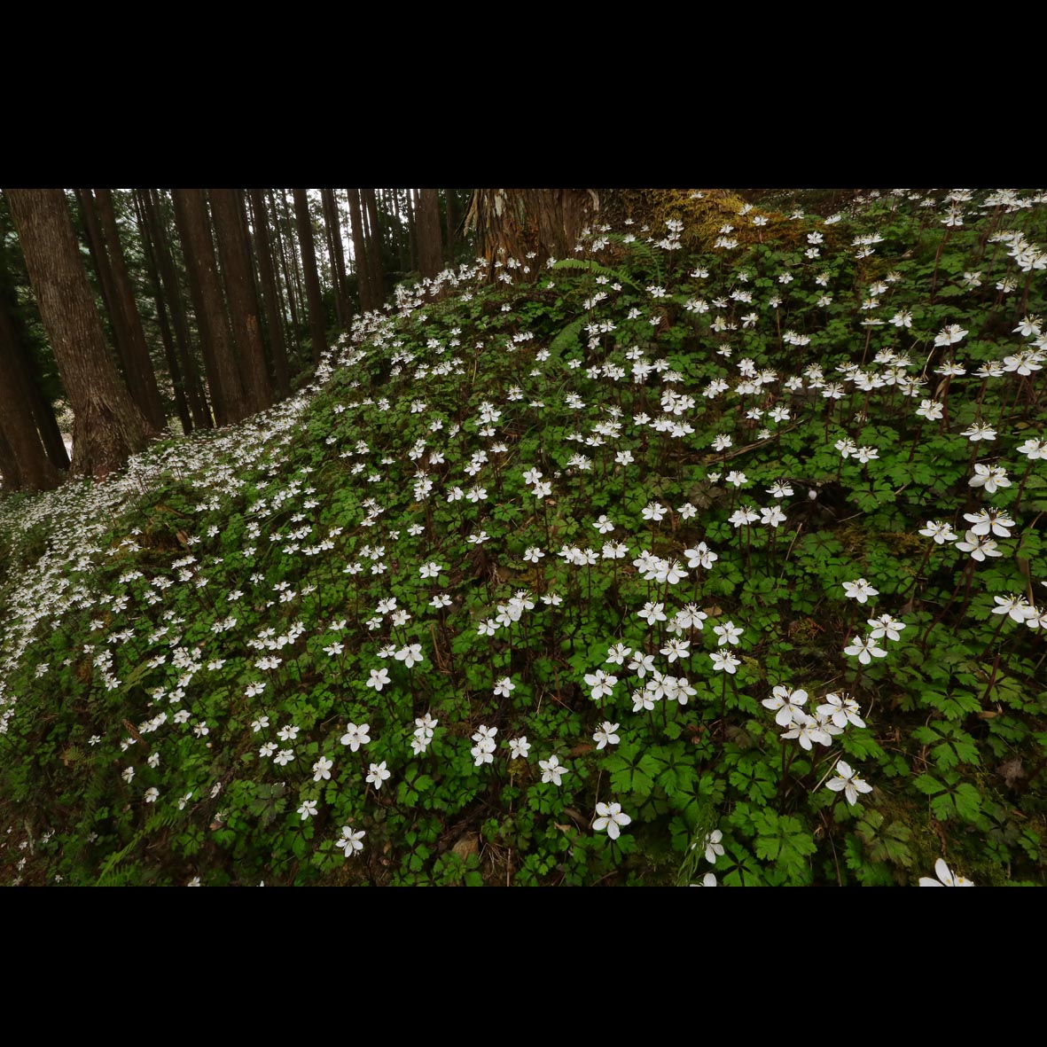 1234SASHIn's tweet photo. It is the "flower #gregariousness of the #field" series. 😄 which is #Coptis quinquefolia gregariousness this time. 😄😄😄 which I think to be the best warren in #Japan as far as I know it. However, the place is concealed. #Regret ... 😓 #バイカオウレン https://t.co/CjzIvBP5V6