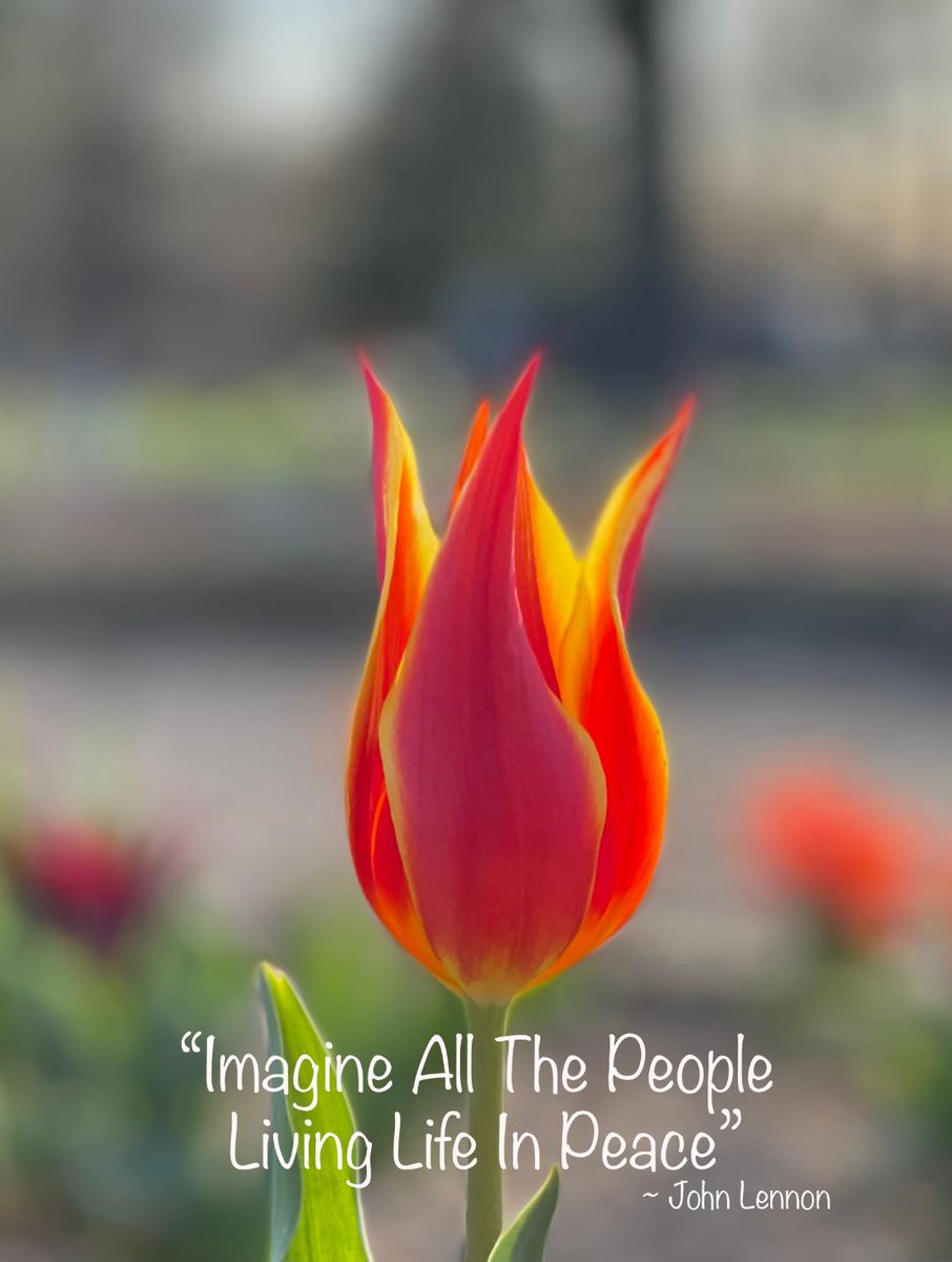 dugsir56's tweet photo. Good morning my dear friends. Wishing you all a fantastic Friday.   Some early April tulips I want to share with you all this morning🌷   I love you all very much💜💜💜☮️ https://t.co/TtCdNIZZjD