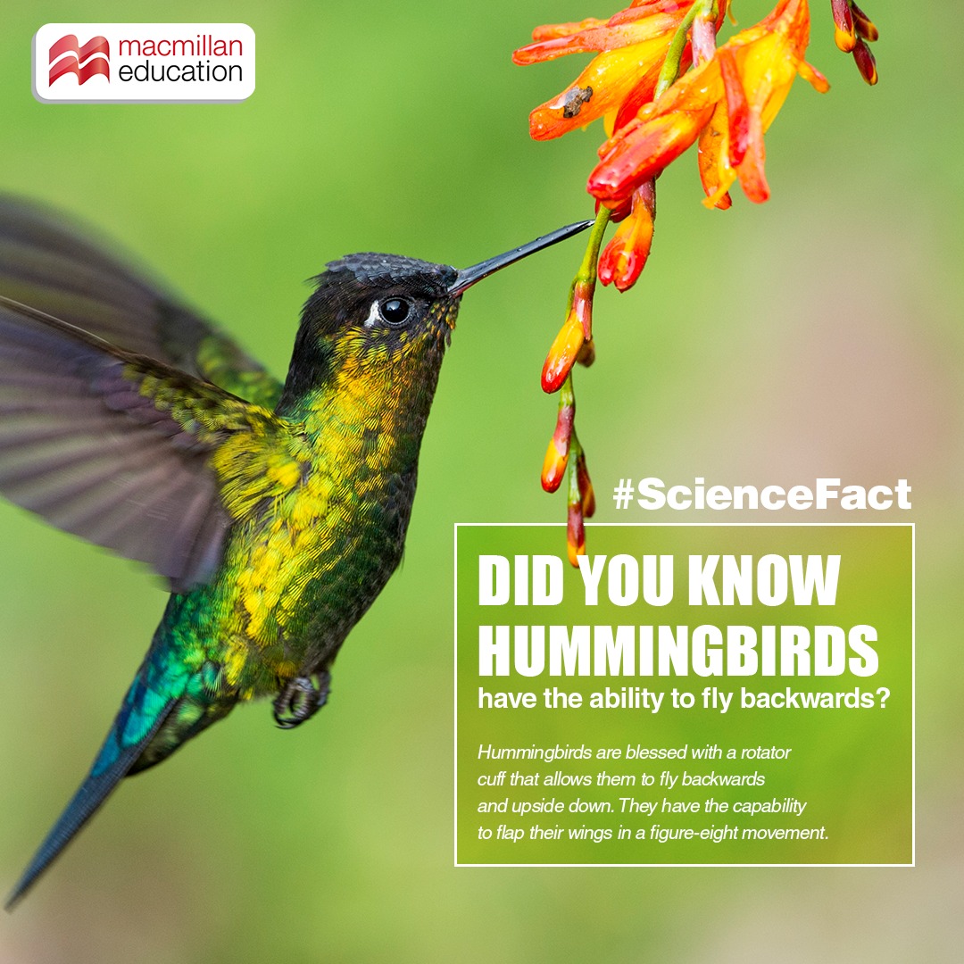 The world is home to thousands of beautiful birds. 
Did you know Hummingbirds can fly backwards for any length of time? They can rotate their wings and trace the shape of figure eight. 

#ScienceFact Download Zippee App now!

Know more bit.ly/3TUDLf8

#AdvancingLearning
