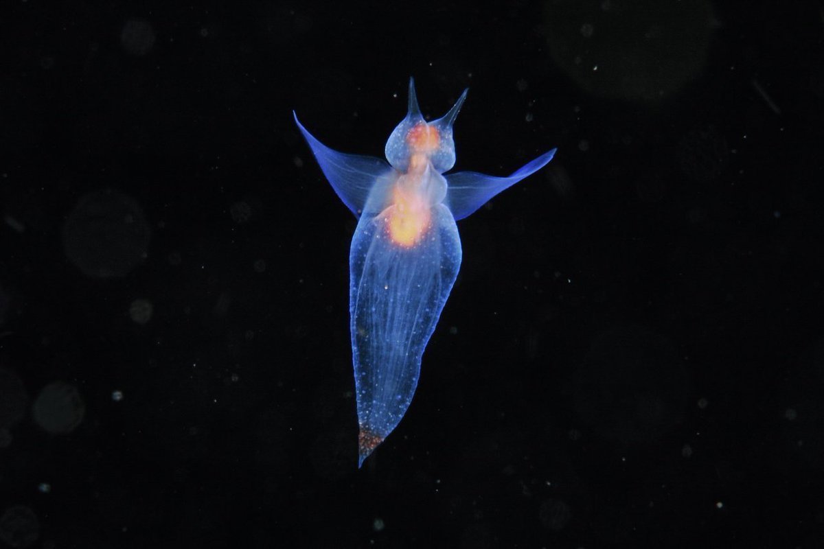 幽霊が半透明になる時、なぜ内臓は見えないのか?
透明の意味が深海生物とは違うからだけど、でもそれで本当に納得していいのかな、考えてみるとわからないかもな。