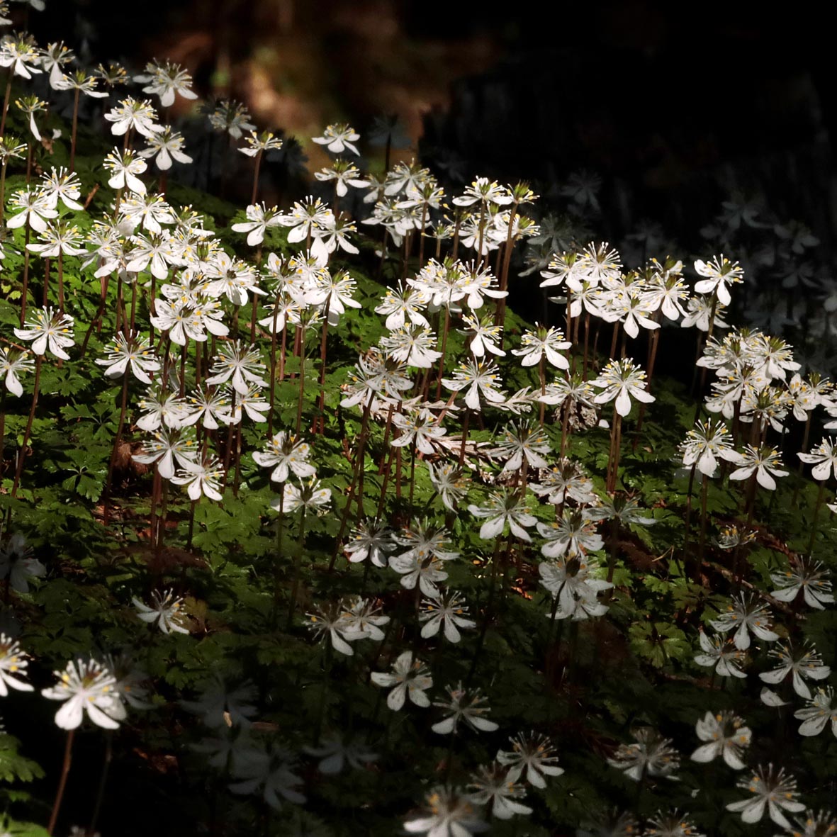 1234SASHIn's tweet photo. It is the "flower #gregariousness of the #field" series. 😄 which is #Coptis quinquefolia gregariousness this time. 😄😄😄 which I think to be the best warren in #Japan as far as I know it. However, the place is concealed. #Regret ... 😓 #バイカオウレン https://t.co/CjzIvBP5V6