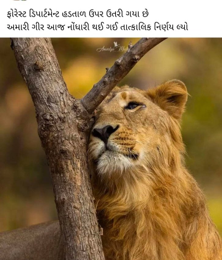 #2800gredpaybitguard
#4200gredpayForestar
🙏વન છે તો જન જીવન છે 🙏
<a href="/CMOgujarat/">Karma Patel</a>
<a href="/draupadimurmum/">Droupadi Murmu </a>
<a href="/ADevvrat/">Acharya Devvrat</a>
<a href="/Bhupendrapbjp/">Bhupendra Patel</a>
<a href="/sanghaviharsh/">Harsh Sanghavi</a>
<a href="/Gopal_Italia/">Gopal Italia</a>
<a href="/AamAadmiParty/">AAP</a>
<a href="/ArvindKejriwal/">Arvind Kejriwal</a>
<a href="/amitshahsurat/">Amit Shah : Surat #AMITCSHAH</a>
<a href="/aajtak/">AajTak</a>
<a href="/ETVBharatGJ/">ETVBharat Gujarat</a>
<a href="/abpasmitatv/">ABP Asmita</a>
<a href="/tv9gujarati/">Tv9 Gujarati</a> 
<a href="/sandeshnews/">Sandesh</a> 
<a href="/Vivekdoza/">Vivekk Oza</a>