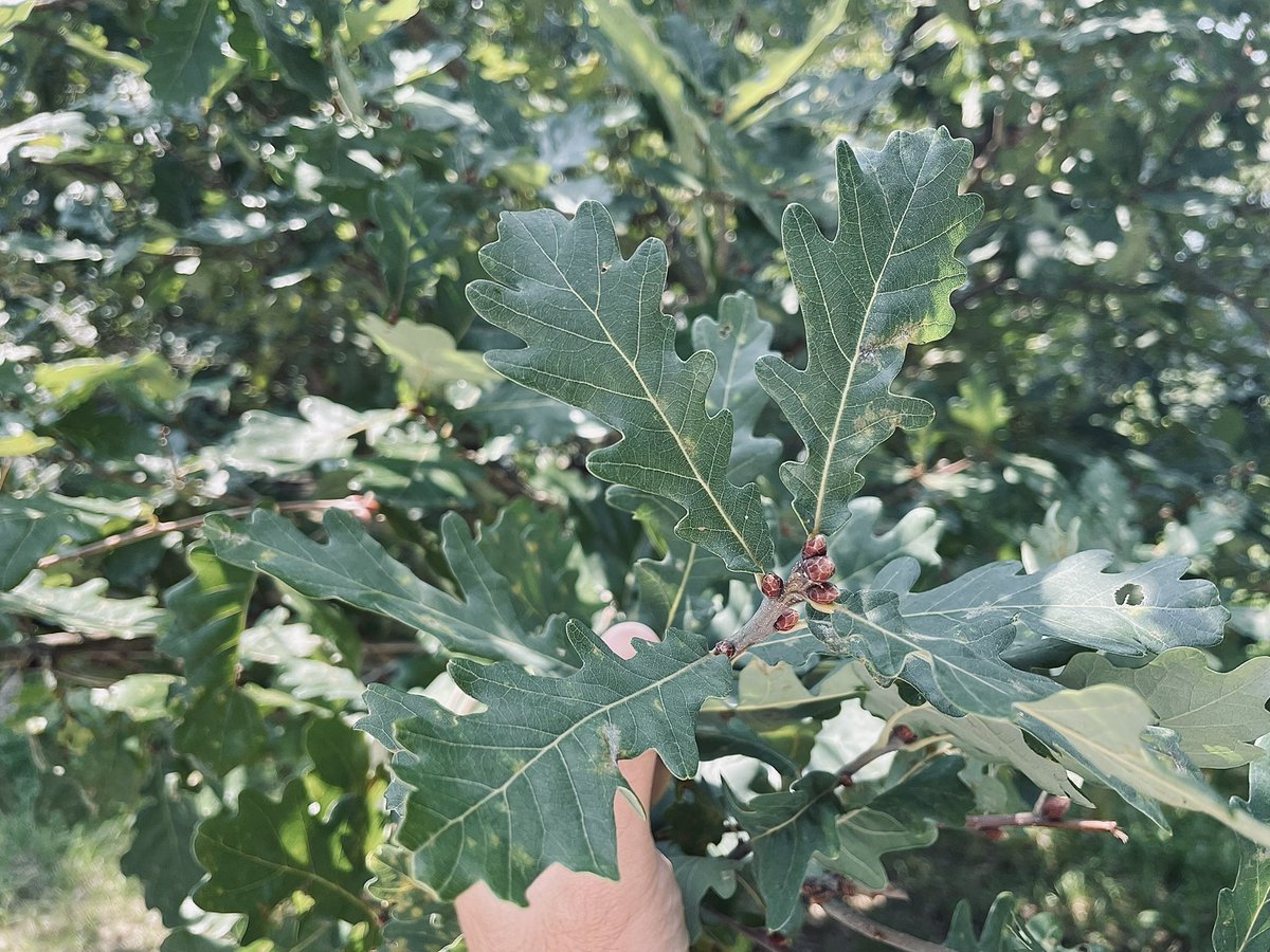 我特別喜歡歐洲白櫟的葉子 每年都來看他 但從卻沒有收集到一顆橡果 每次總忍不住摘一些葉片回去收藏 我只有在某一年 看過他的果實成功發育長大 ...