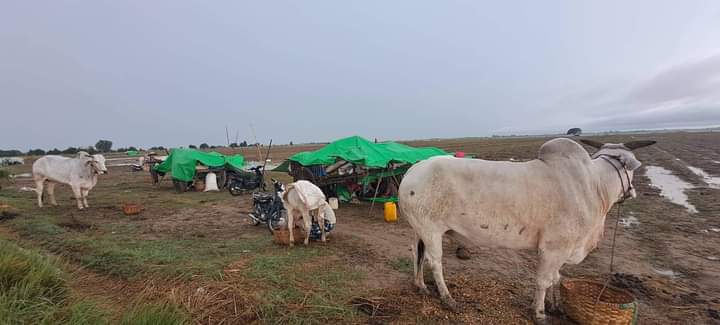 miN13700's tweet photo. Photo News (2/5)

Locals in Yaylalkyun area of Magway's Yesagyo tsp, who have been fleeing junta's offensive, raid, arson &amp; brutalities since Sep 6, &amp; are facing difficulties due to continuous heavy rains which started on Sep 8 afternoon.

#2022Sept9Coup
#WhatsHappeninglnMyanmar https://t.co/2X9vrGcU0o