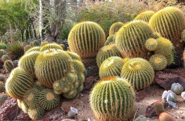 designertreesau's tweet photo. Looking to buy Cactus Plants? 

We can help go to https://t.co/C3ia16enzX

#GoldenBarrelCactus #Cactus https://t.co/5Mgscz2A8Q