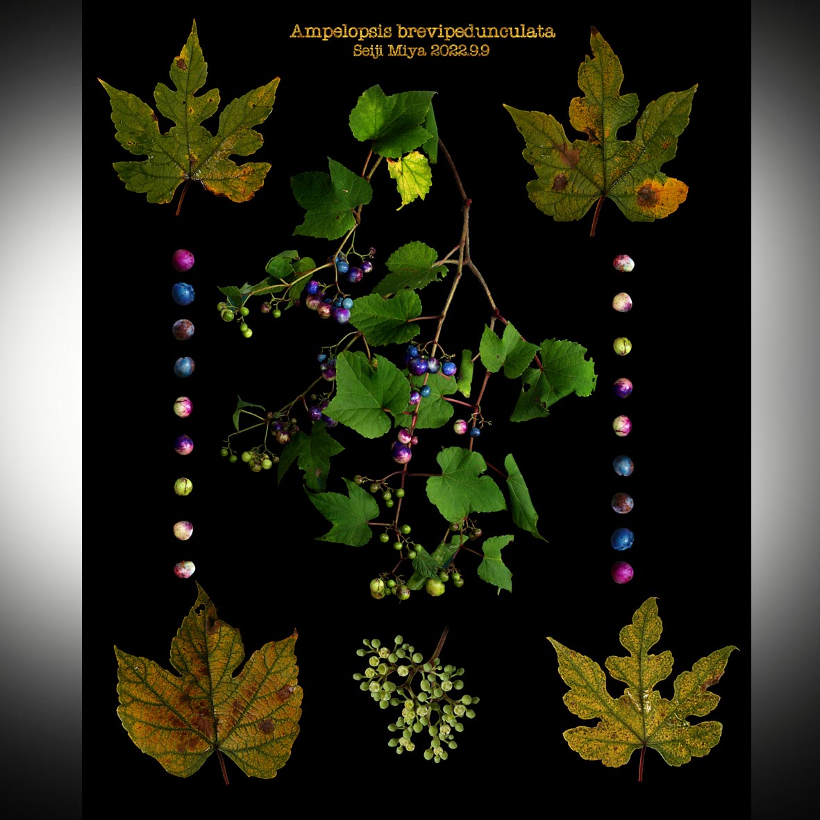 1234SASHIn's tweet photo. It is #botanical #phot work. It is a wild vine this time. It is a change of the color of the fruit becoming ripe in autumn that the wild vine is interesting. It is green, but becomes the color full of purplish red, indigo blue, https://t.co/f4OQP0YtoB