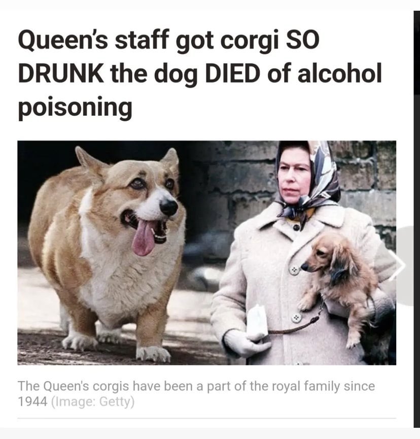 audreyschmick's tweet photo. Ok but why isn’t anyone talking about the corgis https://t.co/TnflzeLOz6